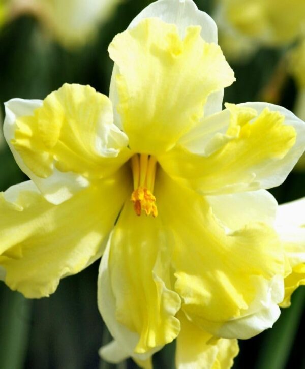 Votaniki Cassata Narcissus - Daffodil Split Corona Cassata Bulbs for Planting | Early Bloomer, Perennial Beauty, Color Changing Cassata Narcissus - Easy to Grow