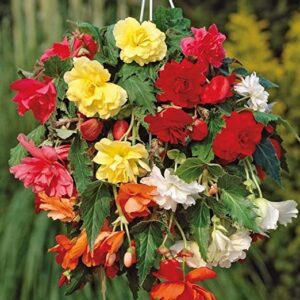 Votaniki Large Begonia Live Bulbs for Planting Flower Bulbs Colors Mixed Double Flower Begonia Tubers, Hanging Basket - Set of 5 Begonia Bulbs