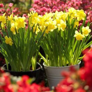 Dutch Master Value Bag - Plant in Gardens - 50 Yellow Daffodil Bulbs for Planting