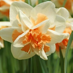 Narcissus Daffodil Replete (12 Pack) White & Coral Pink Double Flowering Blooms