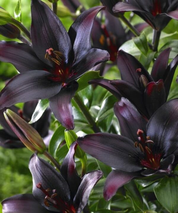 Votaniki Landini Asiatic Lily Bulbs for Planting - Beautiful Black Lily Flower, Large Blooms, Perennial Lily Flowering Bulbs | Easy to Grow