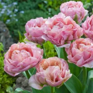 Double Pink Tulip Angelique Tulips- 12 Large Bulbs Pre-Chilled Ready for Blooms