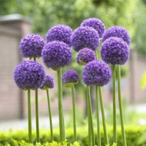 Votaniki Allium Gladiator Bulbs - 5 Giant Purple Blooming Onion Bulbs | Ready to Plant - Outdoor Perennial Plant 5 Allium Bulbs