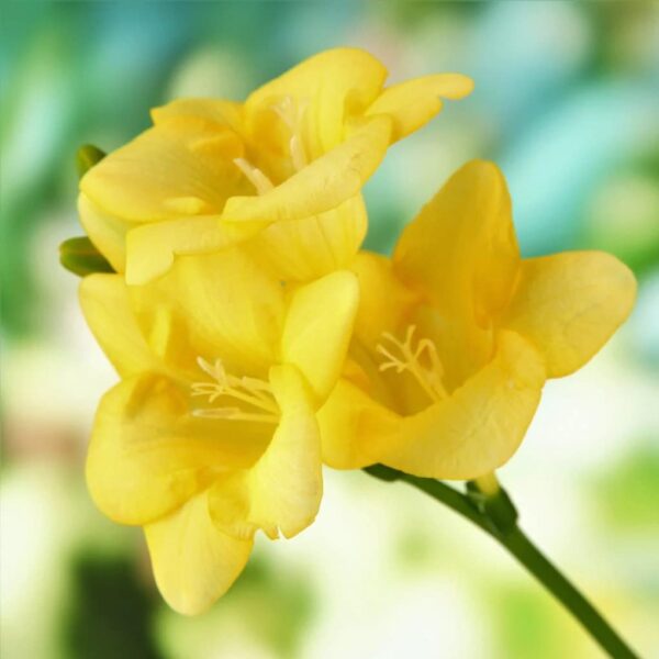 Votaniki Single Yellow Freesia Bulbs - Long Lasting Fragrant Blooms - Perennial Freesia Flowering Bulbs for Planting - Easy to Grow & Low Maintance