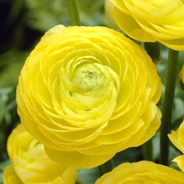 Votaniki Ranunculus Aviv Mix Bulbs - Large, and Showy Blooms, Perennial Ranunculus Flower Bulbs | Perfect for Any Garden - Easy to Grow and Low Maintenance