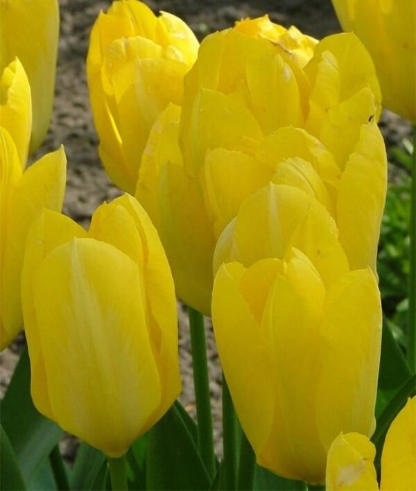 Votaniki Tulip Yellow Purissima Bulbs - Early Bloomer Perennial Tulip, Long Lasting Blooms | Fosteriana Tulip 'Yellow Purissima' - Easy to Grow