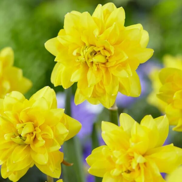 Votaniki Tete Deluxe Daffodil Bulbs - Perennial Daffodil 'Double Tete A Tete Narcissus' | Vibrant Yellow Flower - Easy to Grow Daffodil