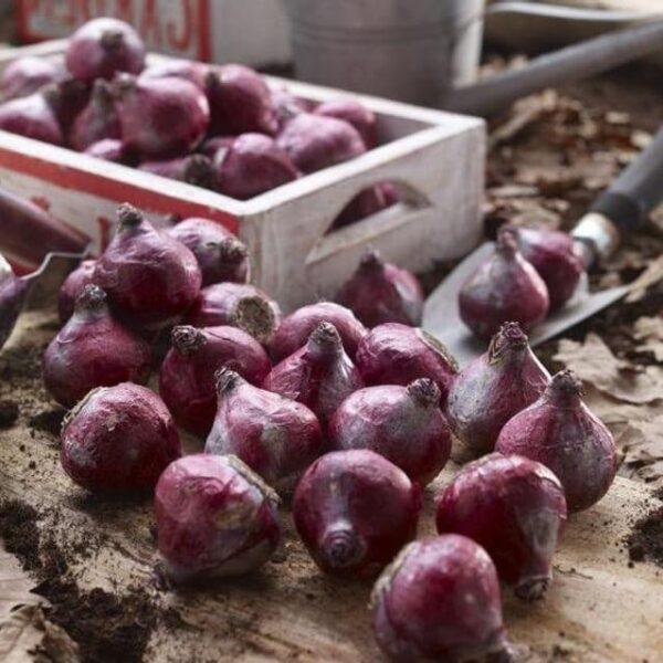 Votaniki Hyacinth Orientalis Fierce Mix - Fragrant and Perennial Hyacinth Flowering Bulbs for Plant | Versatile Additions to Any Garden