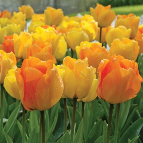 Votaniki Tulip Darwin Hybrid Daydream - Versatile, Long Lasting Blooms, Perennial Tulipa 'Daydream' Bulbs for Planting | Easy to Grow