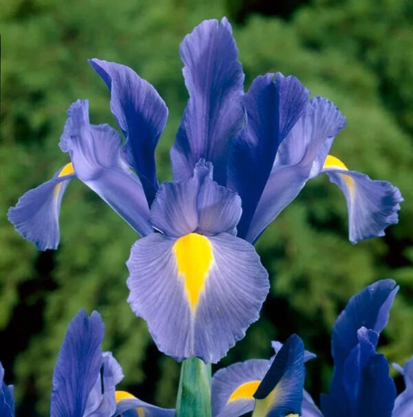 Votaniki Sapphire Beauty Dutch Iris Bulbs - Stunning Blue Blooms | Blue Dutch Iris Flower Bulbs, Low Maintenance and Stunning Blue Flowers - Easy to Grow