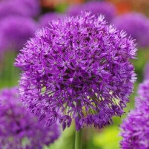 10 Bulbs Purple Sensation Allium Flower- Plant Perennial, Fragrant Flower