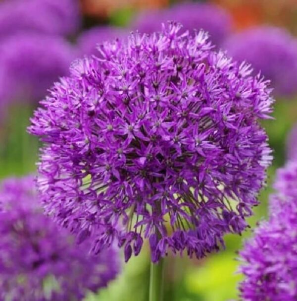 10 Bulbs Purple Sensation Allium Flower- Plant Perennial, Fragrant Flower