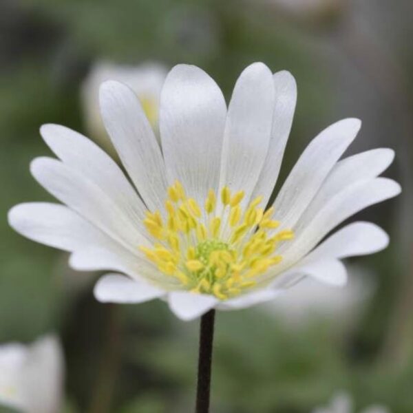 Votaniki Anemone White Splendor Bulbs - Perennial Anemone Blanda White Splendour 'Wind Flower' | Easy to Grow & Low Maintenance