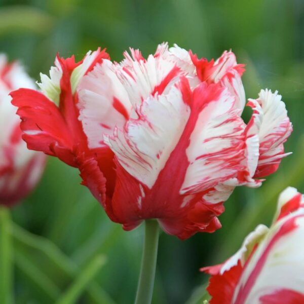 Votaniki Estella Rijnveld Parrot Tulip - Long Lasting Blooms, Perennial Tulip Bulbs for Planting | Hardy and Low Maintenance Tulip