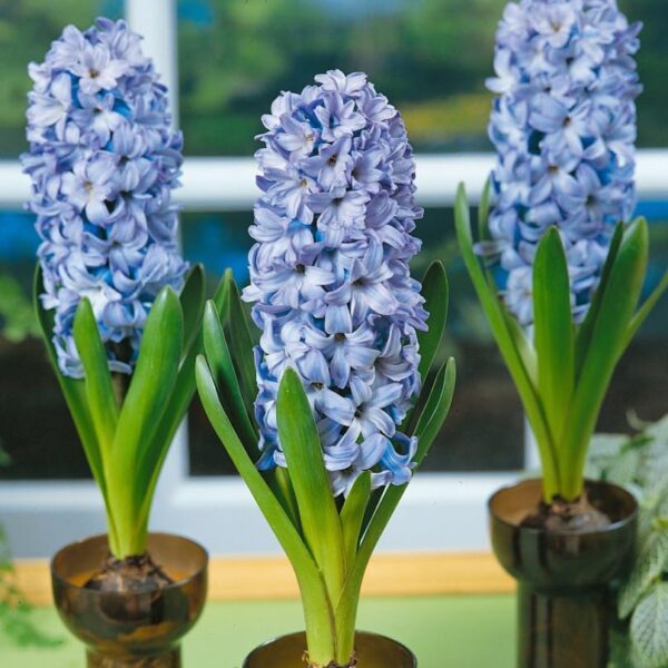 Votaniki Delft Blue Hyacinth Bulbs - Perennial Hyacinthus Orientalis 'Delft Blue' | Fragrant Hyacinth Flowers, Long Lasting Beauty - Easy to Grow