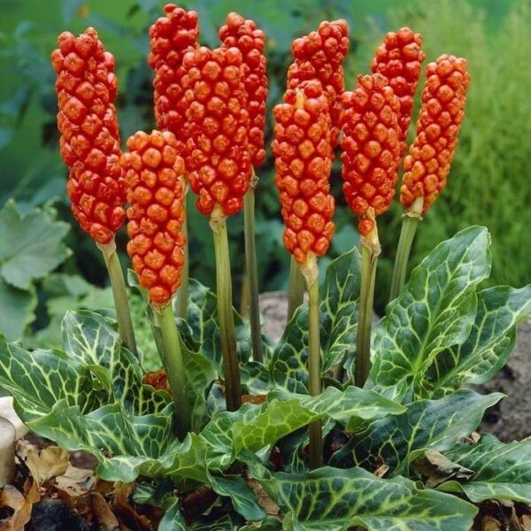 Votaniki Winter Caladium Bulbs - Versatile & Perennial Arum Italicum Caladium | Striking Foliage for Any Garden - Easy to Grow and Low Maintenance