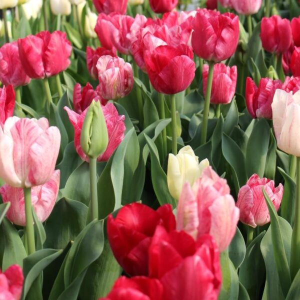 Votaniki Hemisphere Tulip Bulbs - Perennial Tulip, Long Lasting Blooms, Color Changing Tulip | Perfect Addition to Any Garden - Easy to Grow