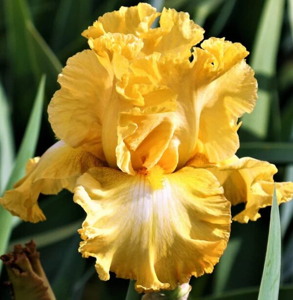 5 Bulb Mix Bearded Iris Flower - Value Pack of Assorted Colors | Fragrant Flower