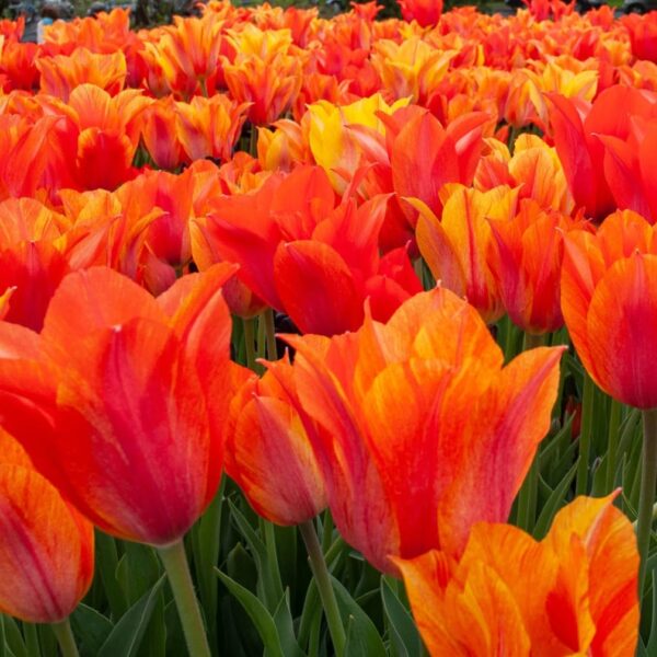 Votaniki El Nino Tulip Bulbs - Perennial Color Changing Rare Tulip | Large Flowered Single Late Variety 'El Niño Tulip Bulbs for Planting - Easy to Grow