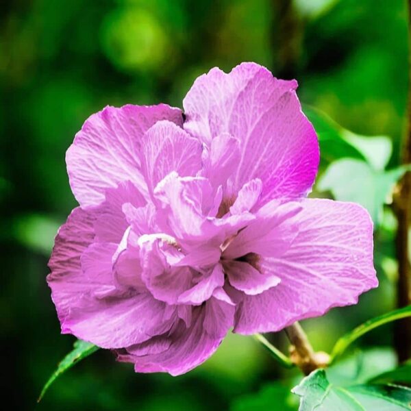 Votaniki Rose of Sharon Hibiscus 6-10" Plant - Perennial, Vibrant Flowers, Large Blooms, Live Plant - Long-Blooming and Easy to Grow