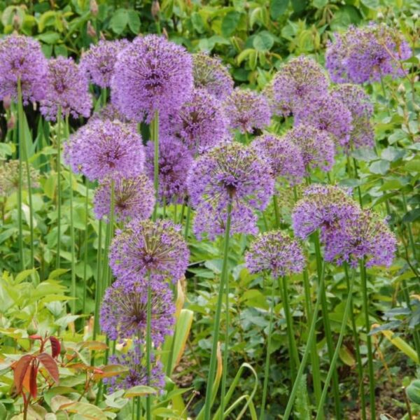 Votaniki Stipitatum Allium - Five Inch Heads & Lilac Pink Color Flower | Perennial and Rare Allium Bulbs for Planting - Easy to Grow