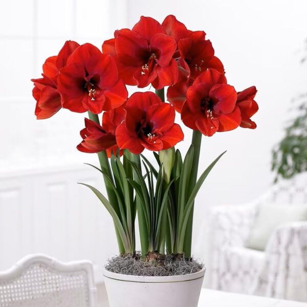 Votaniki Red Lion Amaryllis Bulbs - Long Lasting Blooms, Vibrant Red Flowers | Perennial Hippeastrum Amaryllis - Easy to Grow