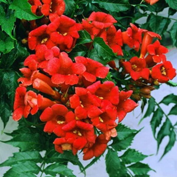 Votaniki Hummingbird Trumpet Vine 1-2 Ft Plant - Perennial, Fast Growing and Beautiful Trumpet Plant | Low Maintenance and Easy to Grow