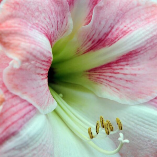 Votaniki Apple Blossom Amaryllis Bulbs - Vibrant & Long Lasting Blooms, Perennial Pink & White Amaryllis | Spectacular Amaryllis Flowers