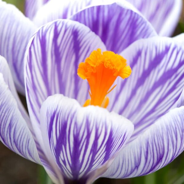 Votaniki Pickwick Crocus Bulbs - Versatile and Perennial, Stunning Spring Blooms | Crocus Large Flowering Pickwick - Perfect Addition to Any Garden