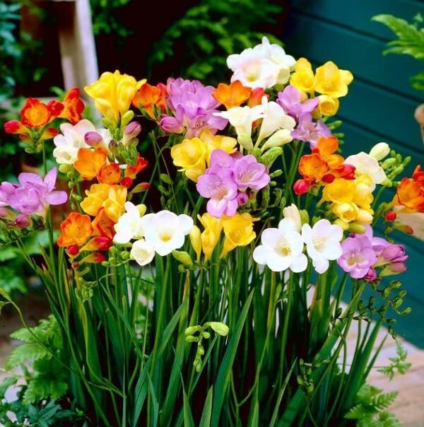 Votaniki Single Freesia Mix Bulbs - Freesia Flowering Bulbs for Planting | Freesia Single Mixture Flowers - Long Lasting Blooms and Fragrance, Single Blooms - Perfect for Indoor and Outdoor Gardens