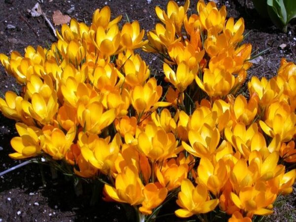 Votaniki Golden Yellow Large Crocus - Perennial Crocus Bulbs for Planting | Early Spring Bloomer Crocus - Perfect for Border or Bed, Container, Ground Cover, Mass Planting