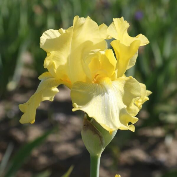 Votaniki Harvest of Memories Bearded Iris - Long Lasting Blooms, Perennial Iris Rhizome for Planting | Fragrant Iris Flowers -Perfect Addition to Any Garden