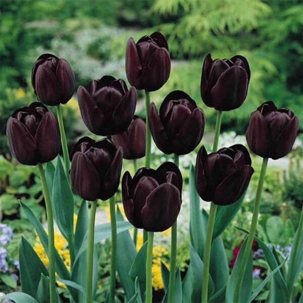 Votaniki Queen of Night Tulip - Versatile, Perennial Tulipa Single Late 'Queen of Night' | Tulip Bulbs for Planting - Easy to Grow