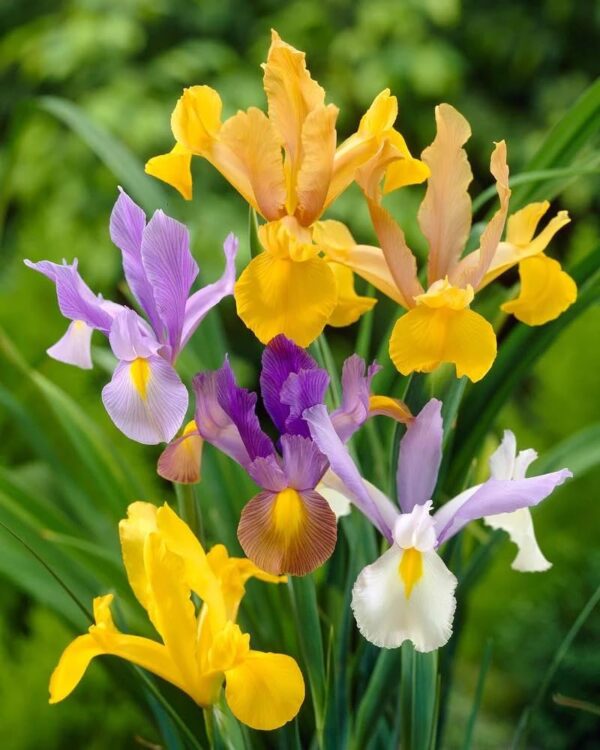 Votaniki Iris Hollandica Mix Bulbs - Long Lasting Blooms, Perennial Iris Hollandica (Dutch Iris) | Summer Flowering Bulbs - Ideal for Patio, Cottage Gardens, and Cut Flower Garden