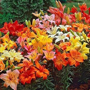 Votaniki Asiatic Lilies Flowers Bulbs - Mix Flower Bulbs for Fall Planting Set of 12 Asiatic Lily Bulbs Perennials Plants - Mixed Lily Plant Decor Lily Flowers Bulbs