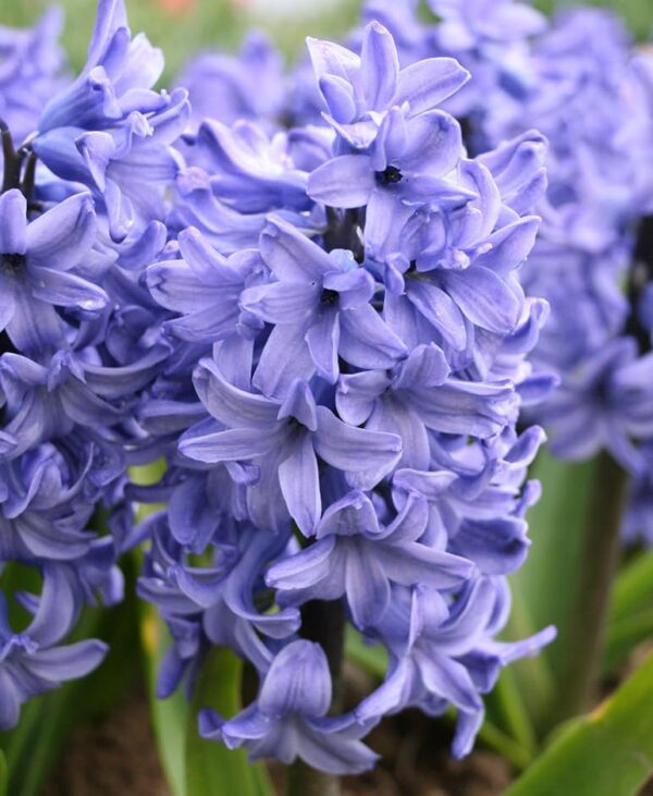 Votaniki Blue Star Hyacinth Bulbs - Perennial Hyacinth Orientalis 'Blue Star' | Fragrant Blooms, Spring Flowering Bulbs - Easy to Grow