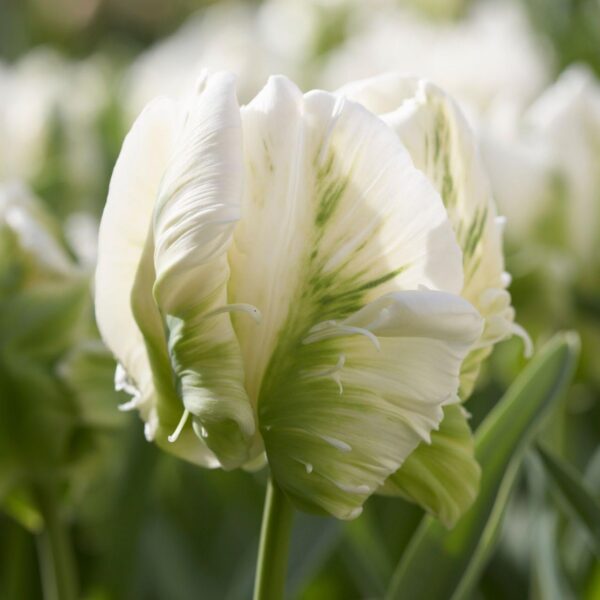 Votaniki Super Parrot Tulip - Perennial Tulip Bulbs for Planting | Spring Bloomers Tulip - Easy to Grow & Low Maintenance