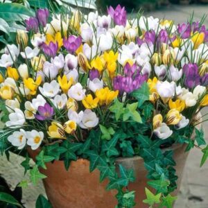 Giant Crocus Mixed Colors - 28 Large Bulbs Prechilled Ready for Blooms