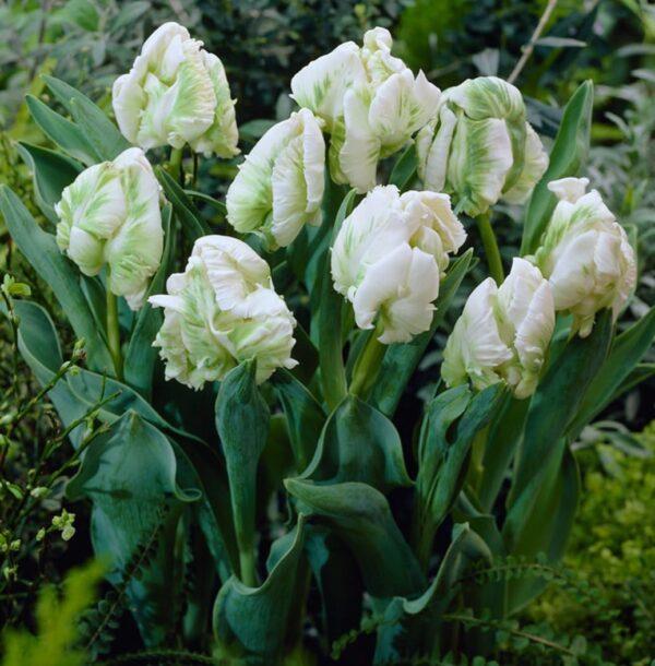 Votaniki Super Parrot Tulip - Perennial Tulip Bulbs for Planting | Spring Bloomers Tulip - Easy to Grow & Low Maintenance