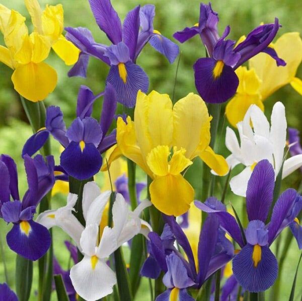 Votaniki utch Iris Flower Bulbs | Mixed Iris Bulbs - Perfect for Fall Planting | Long-Lasting - Easy to Grow Iris Flower Bulbs