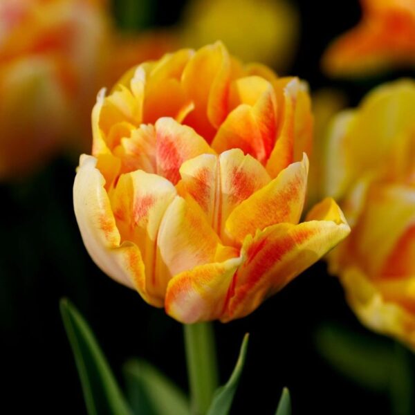 Votaniki Foxy Foxtrot Tulip Bulbs - Perennial Tulip Double Early 'Foxy Foxtrot' | Perfect Addition to Any Garden - Easy to Grow and Low Maintenance