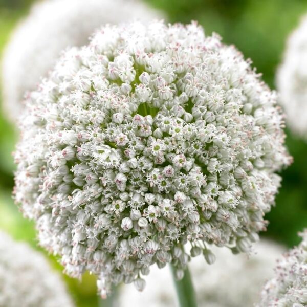 Votaniki Ping Pong Allium Bulbs - Dense Flowerheads in White, Versatile and Perennial | Wild Leek 'Ping Pong' Allium - Easy to Grow