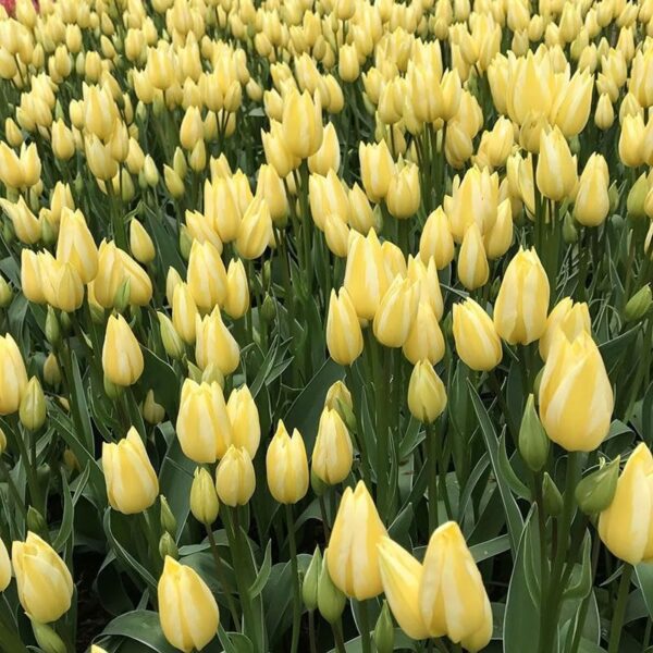 Votaniki Antoinette Tulip Bulbs - Long Lasting Blooms, Perennial Tulip | Color Changing Tulip - Easy to Grow and Low Maintenance