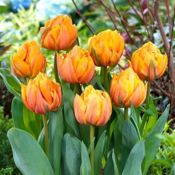 Votaniki Angelique and Freeman Tulip Mix - Perennial Tulip Bulbs Ready for Planting | Orange and Pink Color Tulip - Easy to Grow