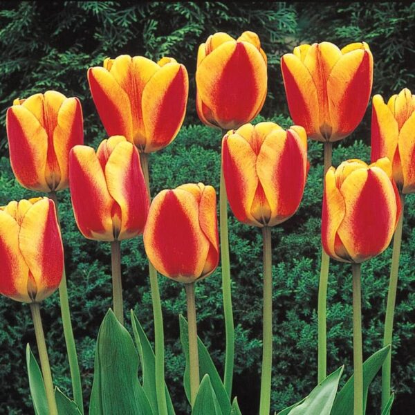 Votaniki Apeldoorn's Elite Tulip - Perennial Tulip Flowering Bulbs for Planting | Long Lasting Blooms - Cherry Red with Wide Yellow Margins