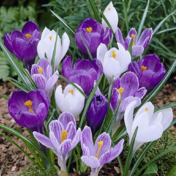 Votaniki Blue Moon Crocus Mixed - Long Blooming & Attracts Pollinators & Perennial | Dutch Crocus Blue Moon Bulbs Ready to Plant | Low Maintenance Crocus