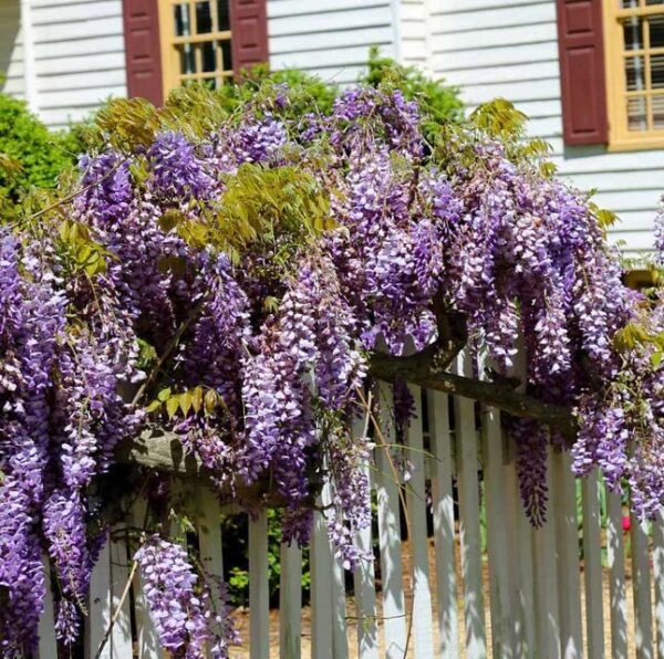 Votaniki Purple Wisteria 1-2 Ft Plant - Fragrant Wisteria Live Plant | Perennial, Sweet Fragrant Bloom, Wisteria Flowering Plants - Easy to Grow