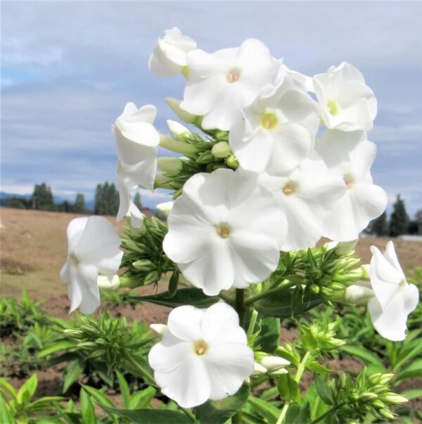 Votaniki David Phlox Bare Root Start - Perennial, Fragrant Blooms, Paniculata David Phlox Bare Root for Planting - Perfect for Borders, Garden Beds, and Containers