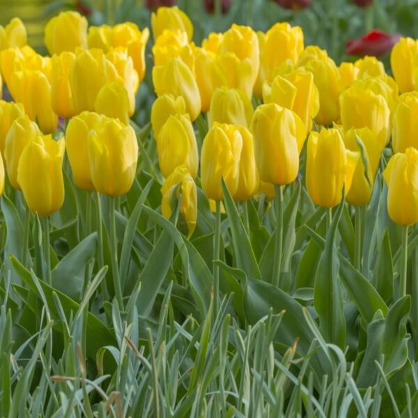 Votaniki Strong Gold Tulip Bulbs - Perennial & Large Cup Shaped Yellow Blooms | Tulipa Triumph 'Strong Gold' Tulip - Easy to Grow