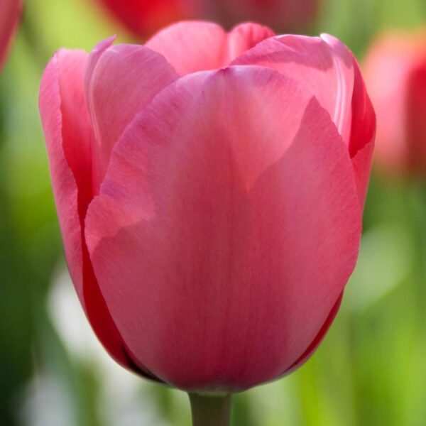 Votaniki Pink Impression Tulip - Perennial, Versatile, and Long Lasting Beauty | Darwin Hybrid Pink Impression Tulip Bulbs for Planting